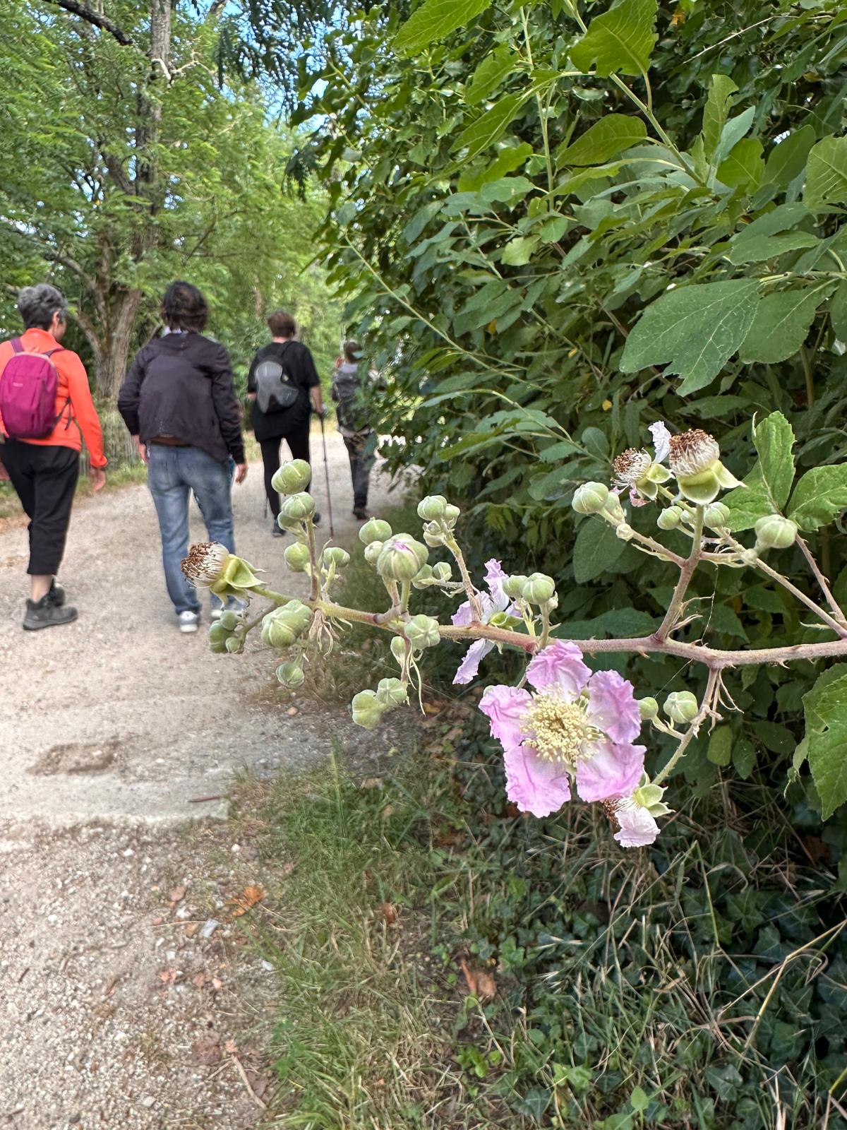 Sortie et balade avec l'association